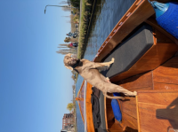 Houten sloep te koop